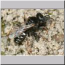 Oxybelus uniglumis - Weissfleckige Fliegenspiesswespe w04a 7mm beim Nestbau - OS-Wallenhorst-Tongrube-Lehmwiese.jpg